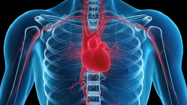 Expertos entregan recomendaciones para prevenir enfermedades cardiovasculares