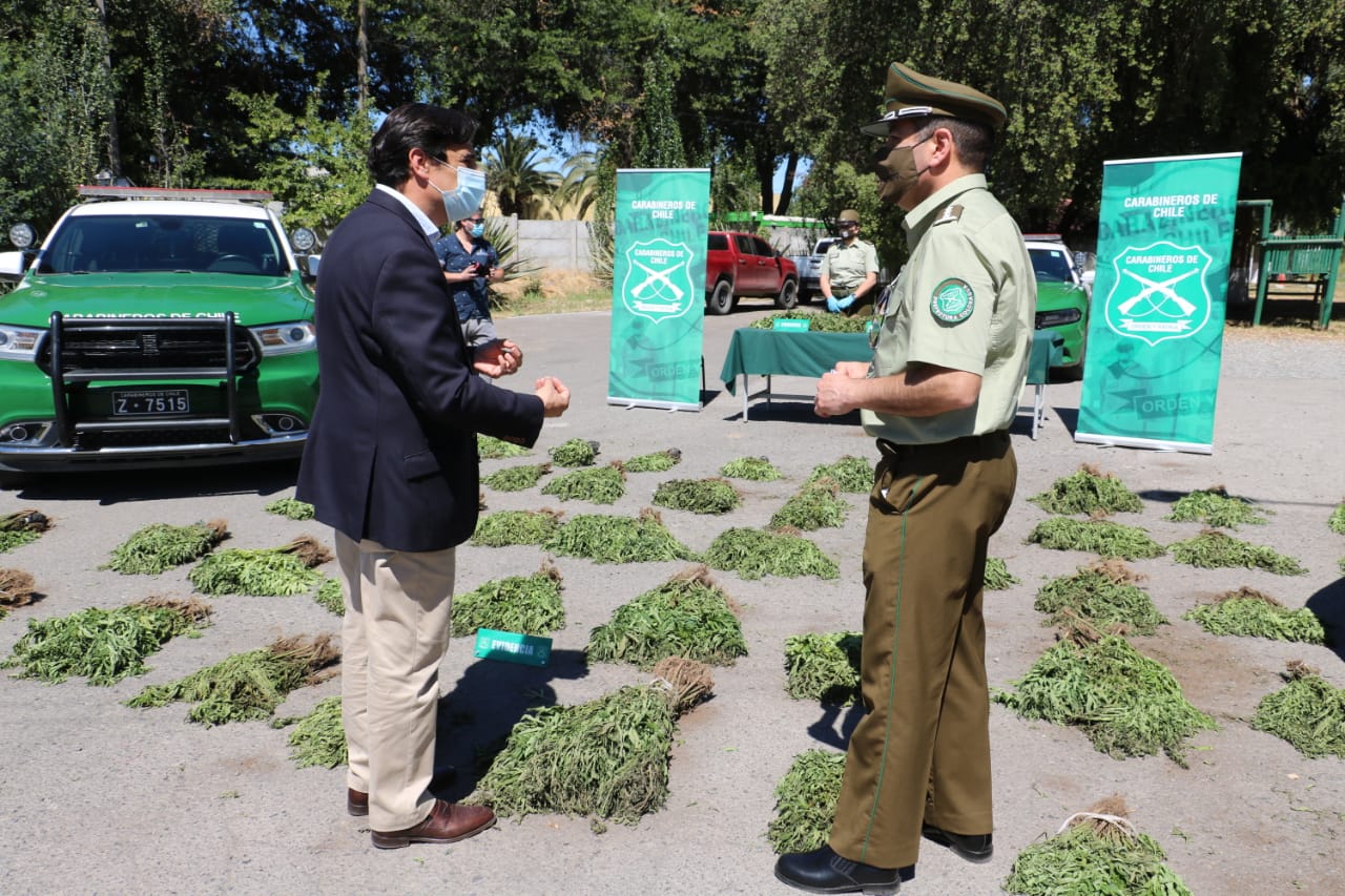 CARABINEROS DECOMISÓ DE MÁS DE 6.500 PLANTAS DE MARIHUANA EN PUENTE NEGRO