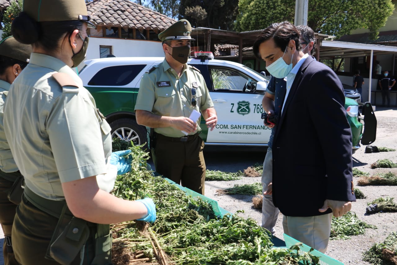 CARABINEROS DECOMISÓ DE MÁS DE 6.500 PLANTAS DE MARIHUANA EN PUENTE NEGRO 2