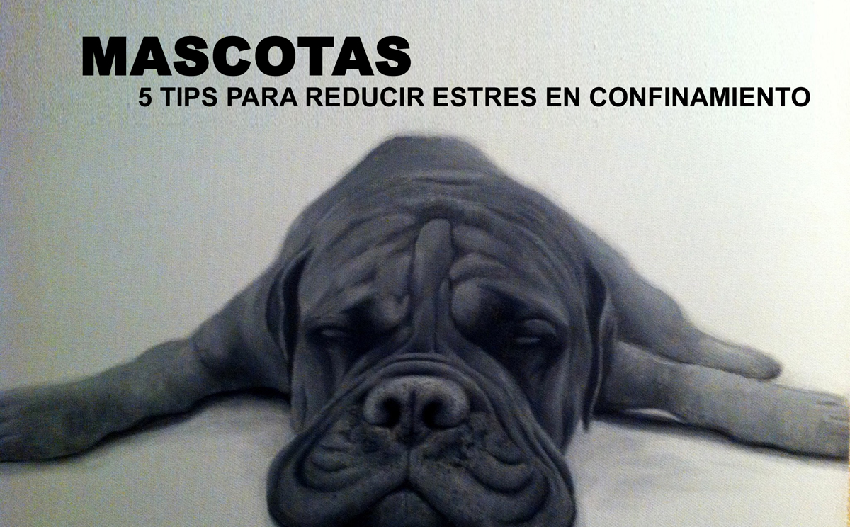 MASCOTAS 5 TIPS EN CONFINAMIENTO