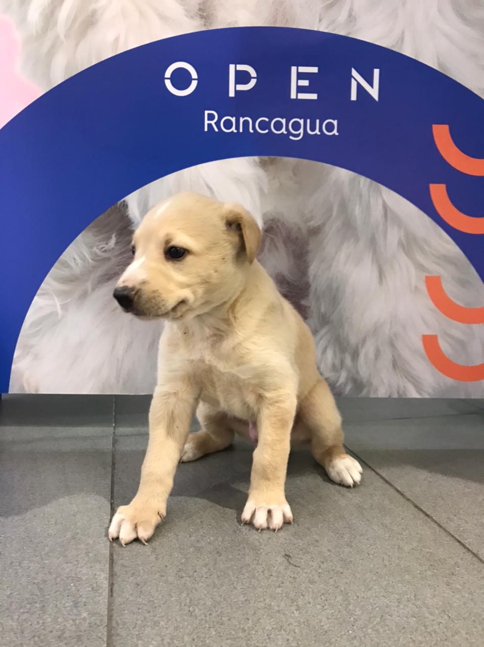 EXITOSA JORNADA DE ADOPCIÓN EN RANCAGUA1