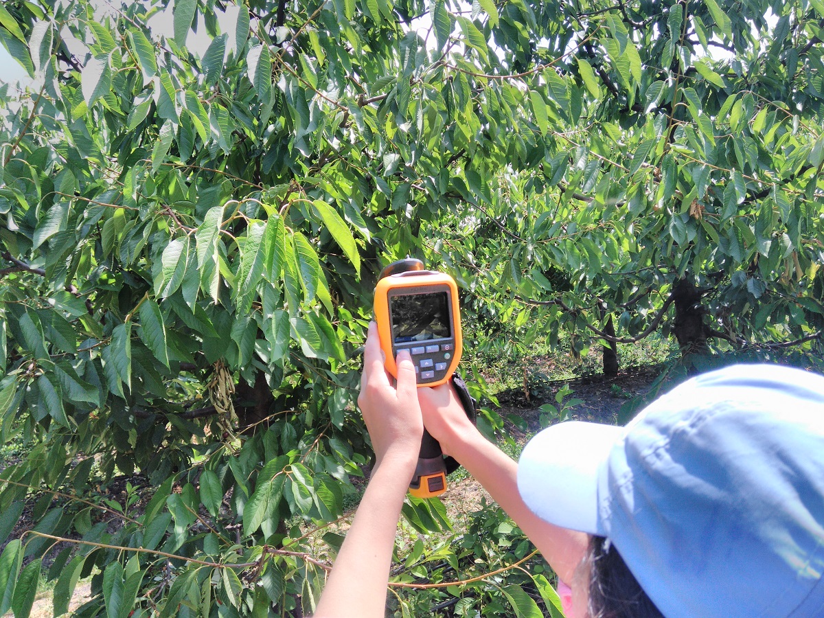 LA SOSTENIBILIDAD DEL RIEGO ES CLAVE PARA LA PRODUCCIÓN DE FRUTA Riego UCM2