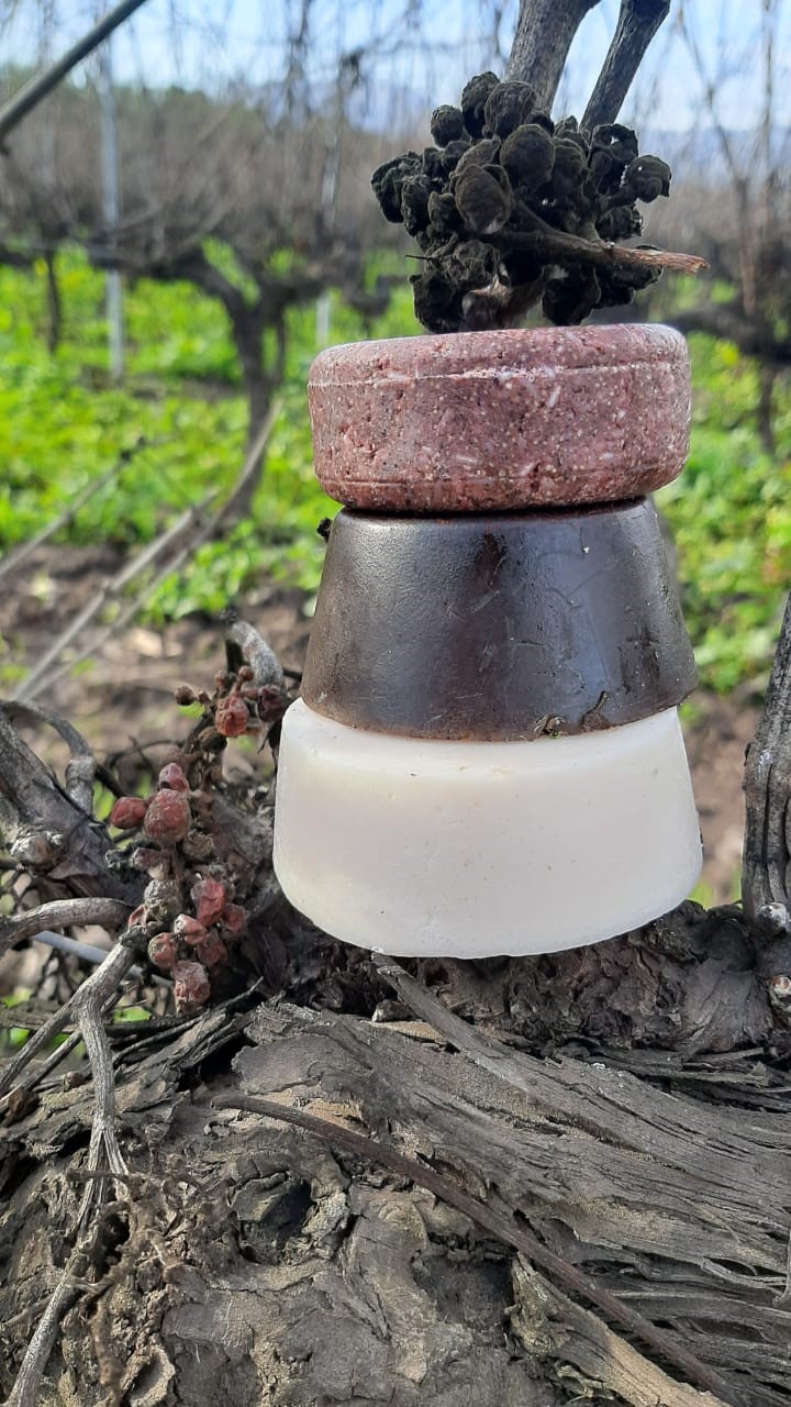 Emprendedoras colchagüinas innovan con cosmética de vino por sus propiedades antioxidantes. 2