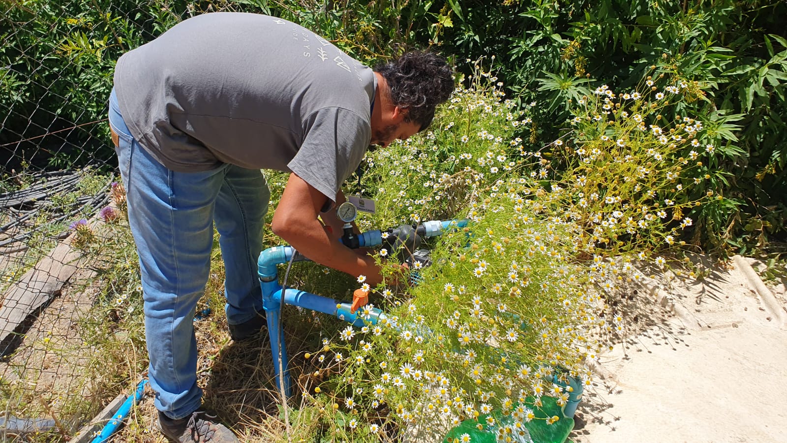 DEL DESAGÜE DE LA LAVADORA HASTA LOS CULTIVOS BIOFILTRO IMPLEMENTADO POR INIA RAYENTUÉ REUTILIZA AGUAS GRISES 1