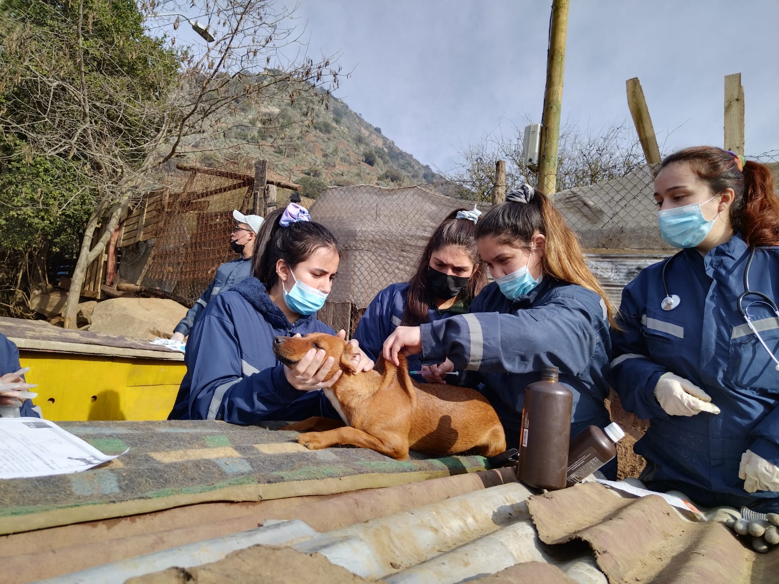 Día Mundial del Perro Nuestro compañero fiel tecnicos veterinarios santo tomas