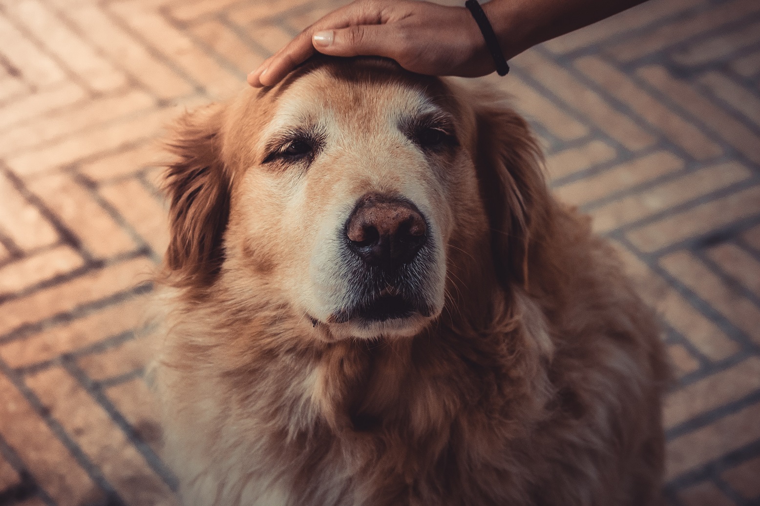 ESTUDIANTES DE MEDICINA VETERINARIA UOH ANALIZAN NUEVO MEDICAMENTO PARA EL SÍNDROME DE DISFUNCIÓN COGNITIVA EN PERROS