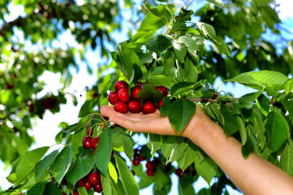 PROYECTO BUSCA AUTOMATIZAR CONTEO DE CEREZAS MEDIANTE IMÁGENES Y MODERNIZAR RECOLECCIÓN DE DATOS DE HUERTOS GRACIAS AL INTERNET DE LAS COSAS IoT Cerezas 1 1