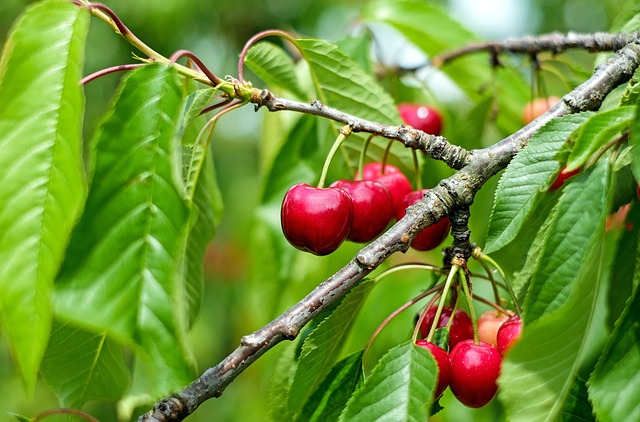 PROYECTO BUSCA AUTOMATIZAR CONTEO DE CEREZAS MEDIANTE IMÁGENES Y MODERNIZAR RECOLECCIÓN DE DATOS DE HUERTOS GRACIAS AL INTERNET DE LAS COSAS IoT Cerezas 3