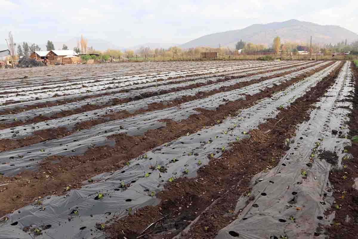 RENÉ ARCE GÁLVEZ AGRICULTOR DE QUINTA DE TILCOCO APOSTÓ POR CUIDAR EL MEDIO AMBIENTE Y ESTE AÑO YA HA RECICLADO 100 TONELADAS DE PLÁSTICO cultivo con plástico