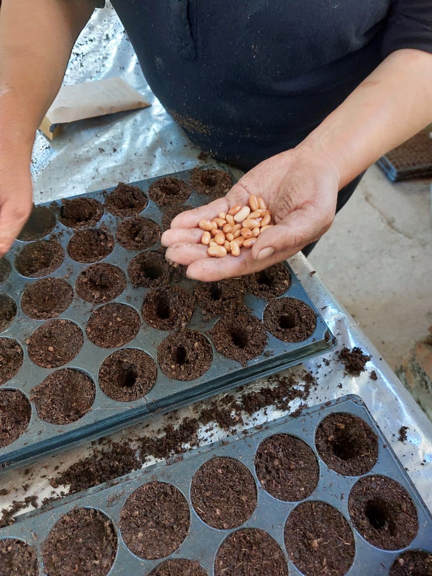 INIA RAYENTUÉ CREA SEMILLERO POPULAR PARA COMUNA DE SAN VICENTE DE TAGUA TAGUA Semillas