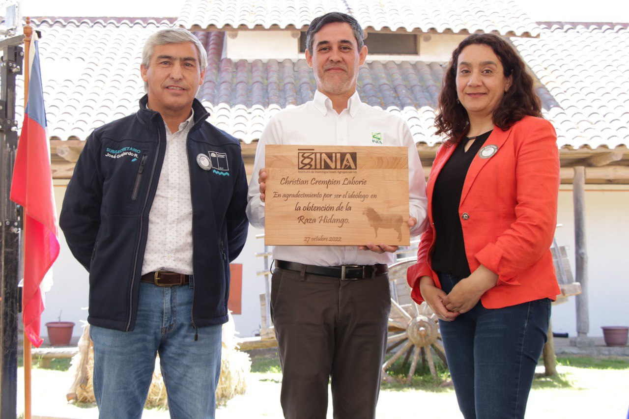 Científicos chilenos logran crear raza de ovejas de alta fertilidad Subse Agricultura Directora INIA 4