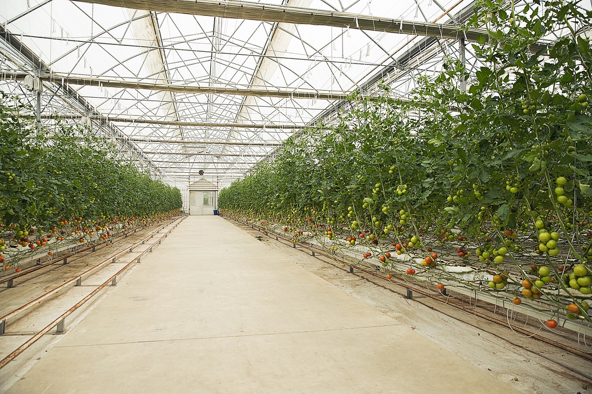 CONVENIO ENTRE HORTICRECE Y CENTRO UNIVERSITARIO DE MÉXICO PERMITIRÁ LLEVAR LA AGRICULTURA PROTEGIDA A HORTICULTORES DE OHIGGINS 1 Invernadero
