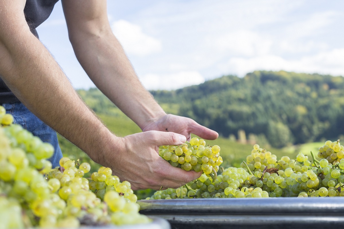 UNA GOTA DE NITRÓGENO ES CAPAZ DE PRESERVAR LA CALIDAD DEL VINO BLANCO DE EXPORTACIÓN1