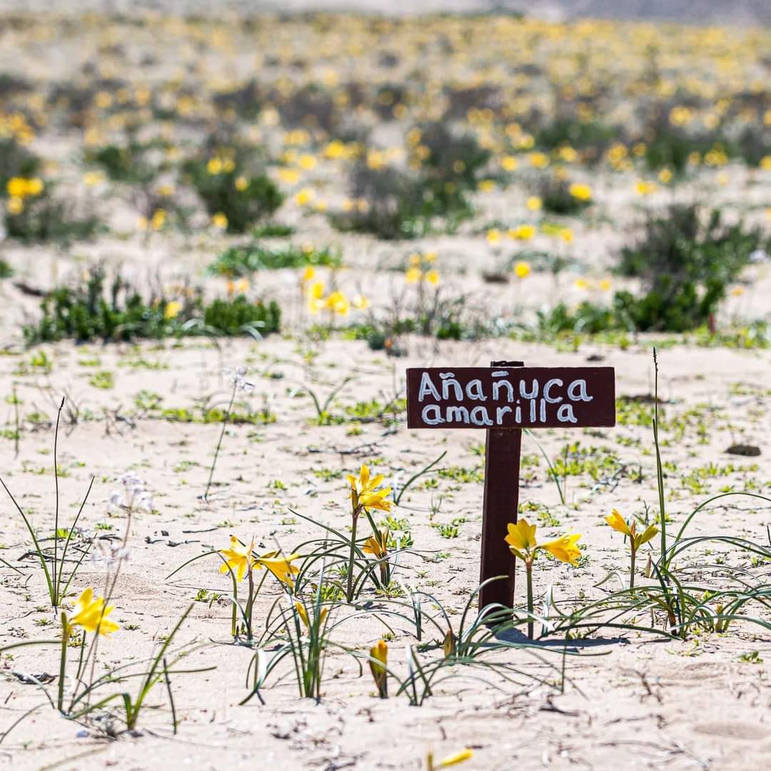 Desierto florido experto en botánica advierte que no se deben cortar las flores y no acercarse demasiado
