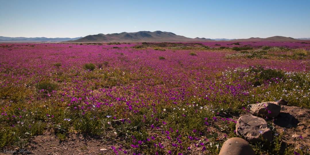 Desierto florido experto en botánica advierte que no se deben cortar las flores y no acercarse demasiado 1