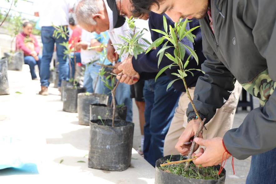 AGRICULTORES DE NANCAGUA SE CAPACITARON EN TÉCNICAS DE INJERTACIÓN EN CEAF