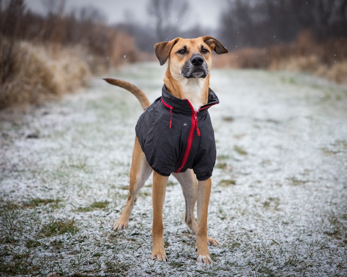 POR QUÉ LOS PERROS DEBEN COMER MÁS EN INVIERNO