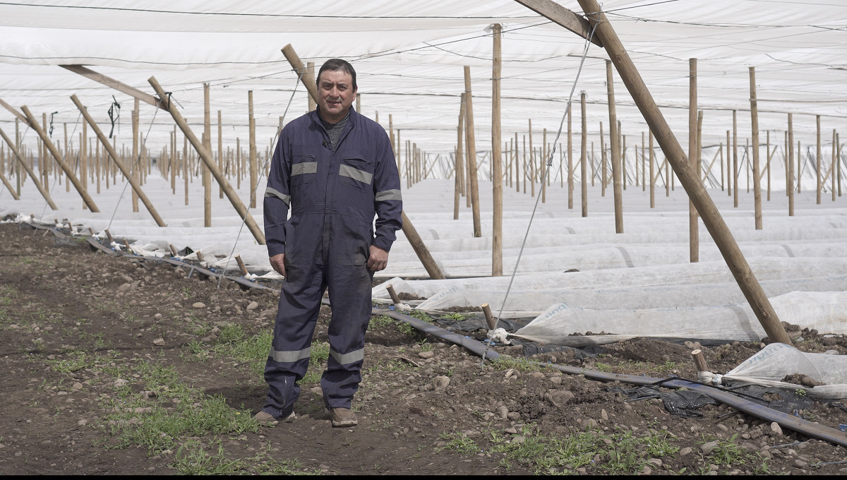 PRODUCTOR DE OHIGGINS SE DESTACA POR TRABAJAR EN UNA AGRICULTURA SOSTENIBLE