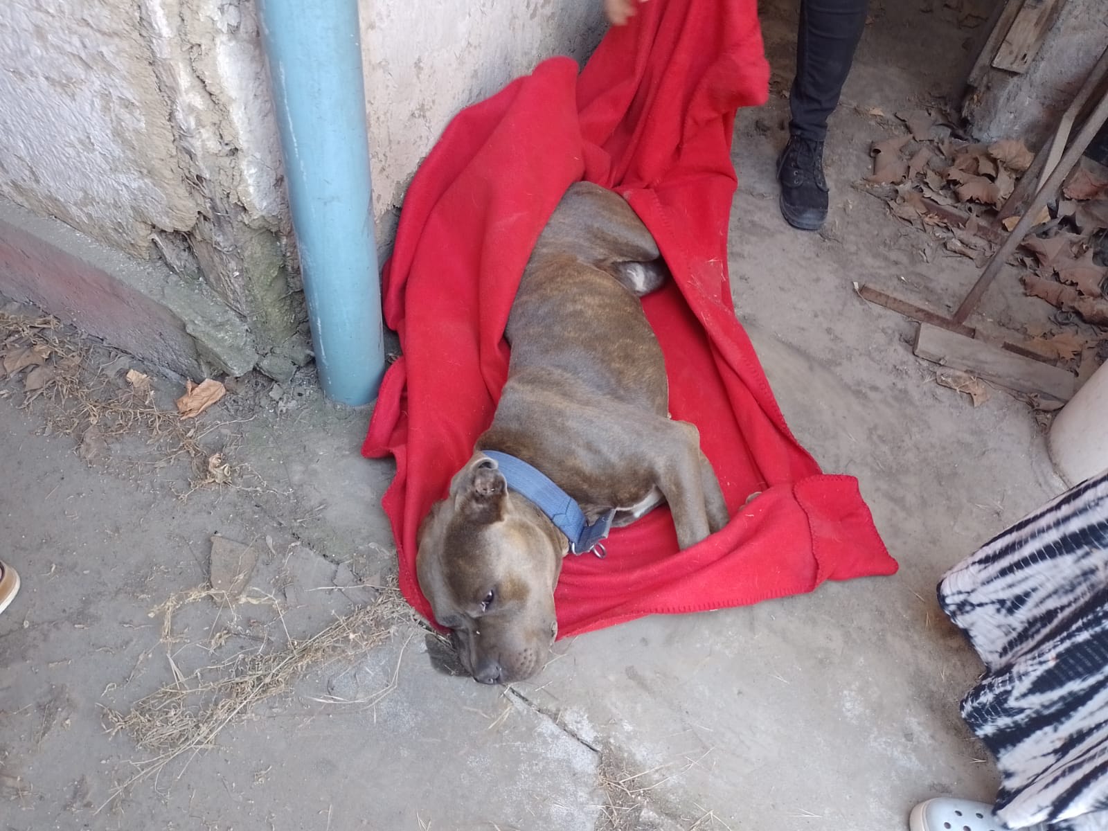 GRANEROS TRAS DENUNCIA DE MUNICIPIONBSPDETIENEN A HOMBRE POR MALTRATO ANIMAL 2