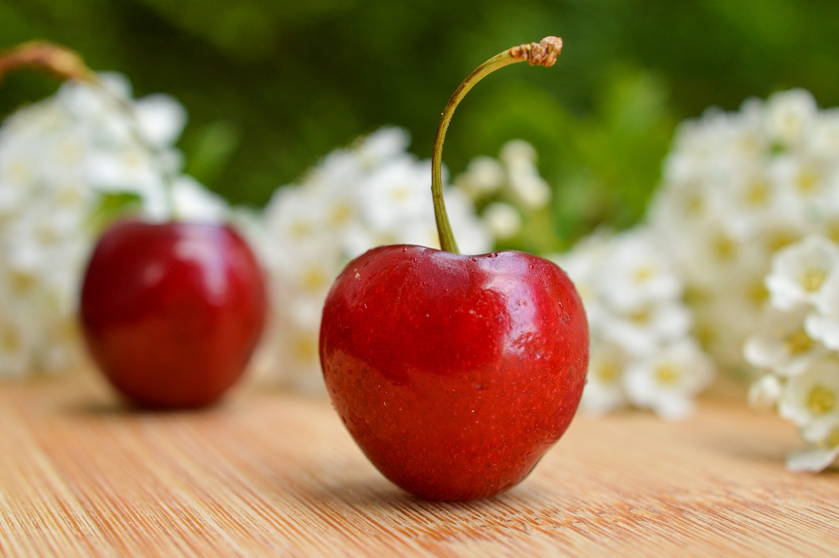 CEREZA CAROZO Y ARÁNDANO AGRICULTORES AUGURAN UN 20 MÁS DE PRODUCCIÓN PARA LA TEMPORADA 1