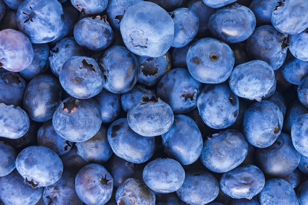 CEREZA CAROZO Y ARÁNDANO AGRICULTORES AUGURAN UN 20 MÁS DE PRODUCCIÓN PARA LA TEMPORADA 2