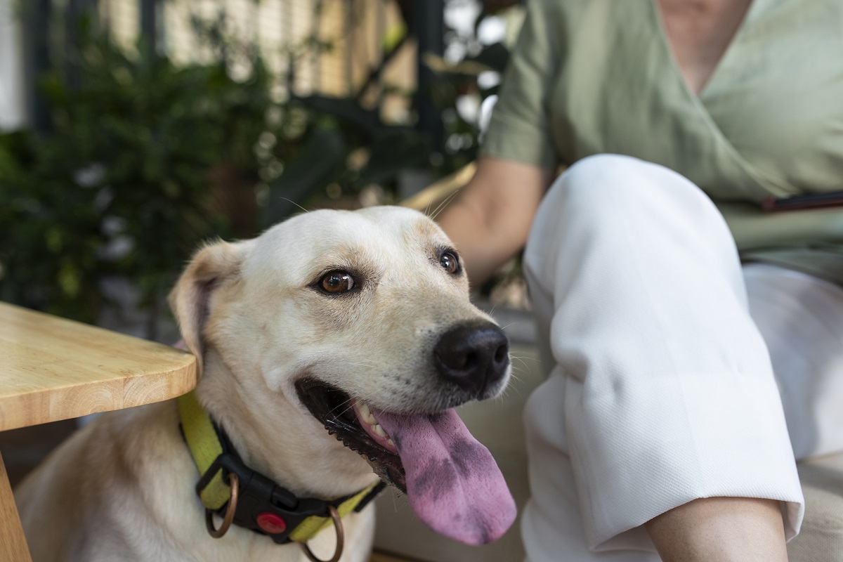 CÓMO ALIMENTAR A LOS PERROS EN VERANO 1