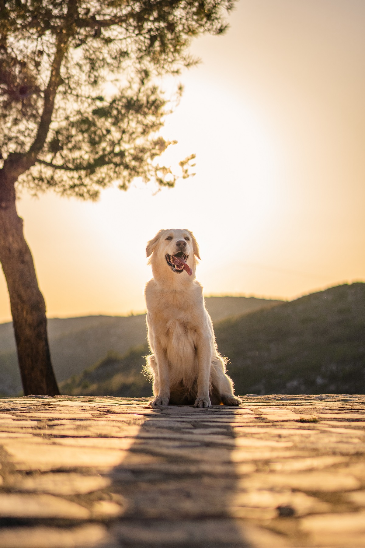 CÓMO ALIMENTAR A LOS PERROS EN VERANO 2