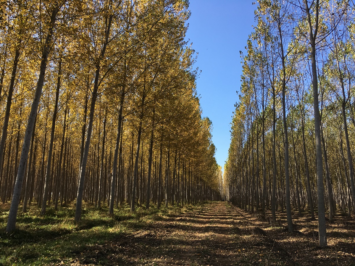 GRUPO FÓSFOROS DE CHILE ES PIONERA EN LOGRAR LA CERTIFICACIÓN LIBRE DE DEFORESTACIÓN Y DEGRADACIÓN AMBIENTAL