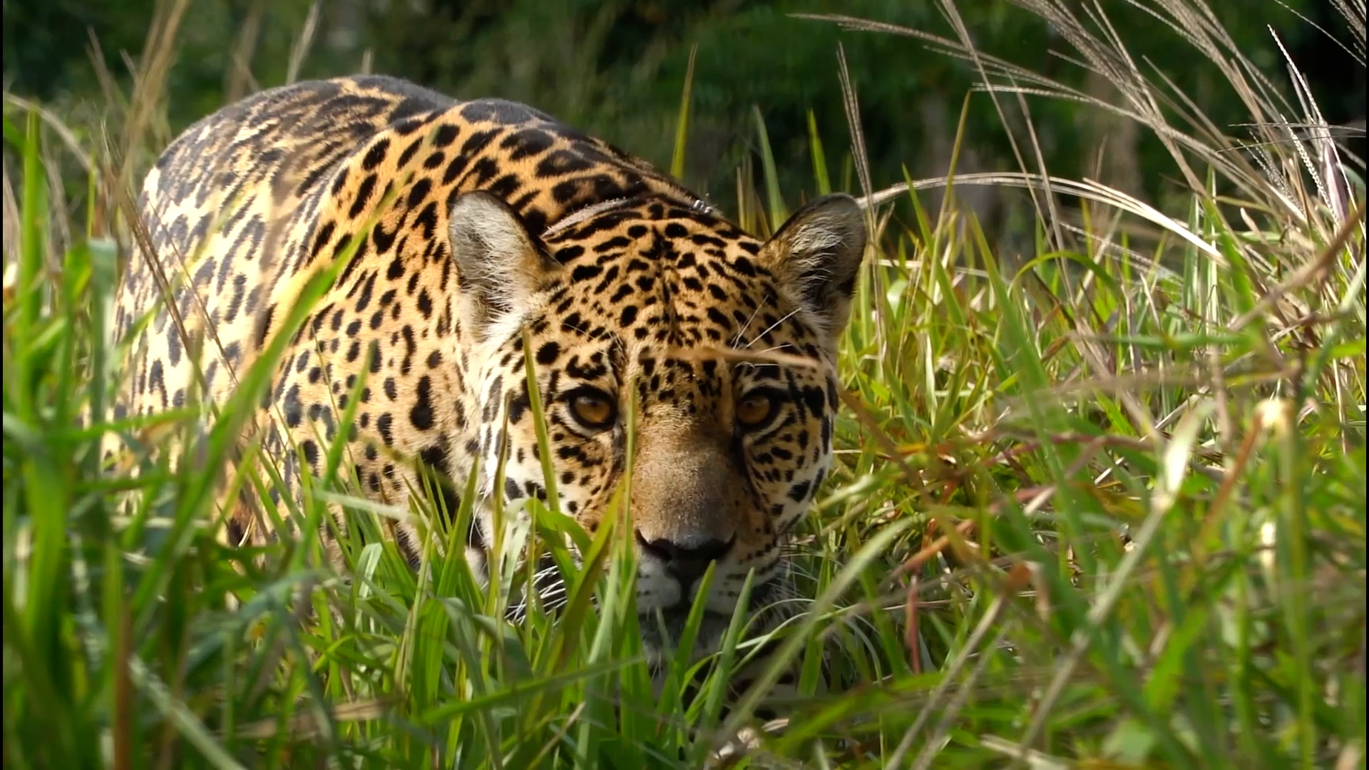 DIRECTV celebra el mes del Ambiente con una programación especial CORRIENTES TIERRA DE YAGUARETES 1