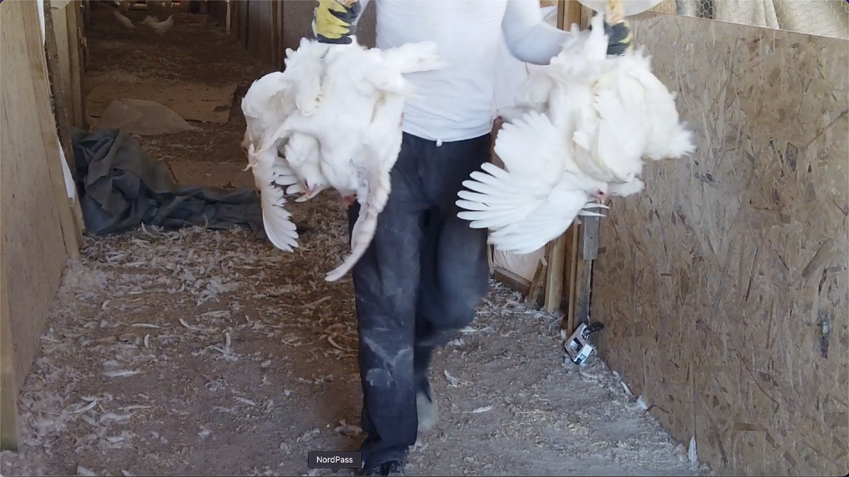 2024ChileEggFarm RoughHandling 4 ccwm copy
