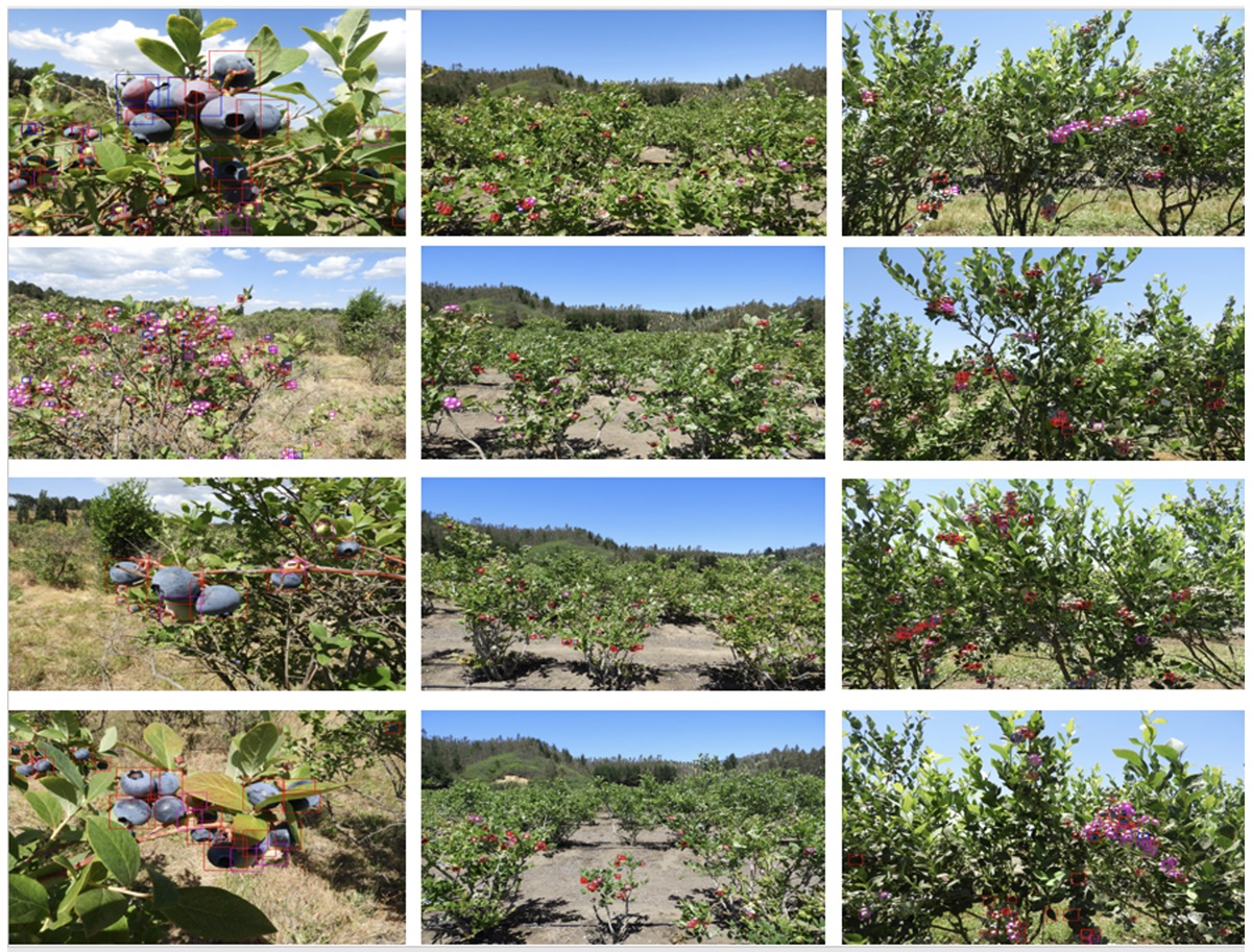 CON INTELIGENCIA ARTIFICIAL DESARROLLAN PROYECTO PARA OPTIMIZAR LA PRODUCCIÓN DE ARÁNDANOS Arandanos AI