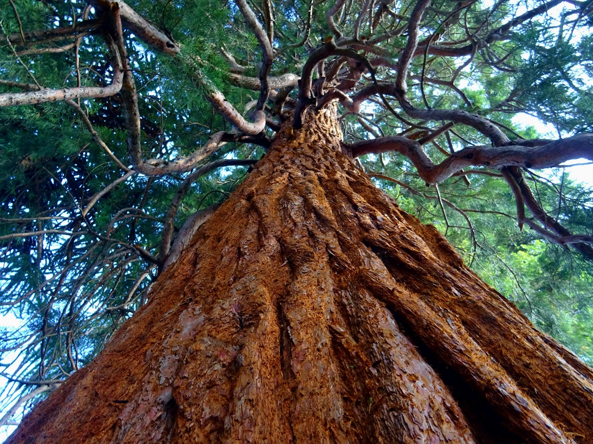 Un paso clave para Chile frente al Reglamento de Productos Libres de Deforestación EUDR de la Unión Europea