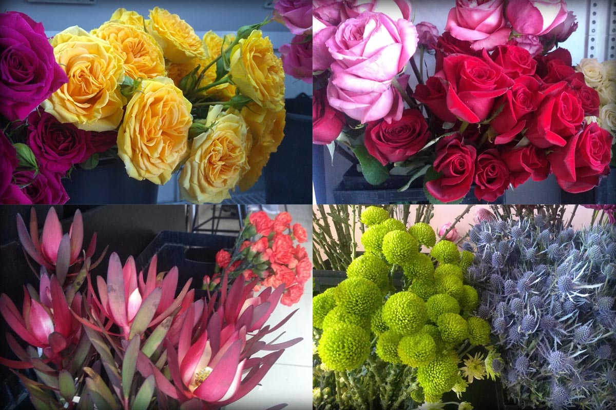 fotos flores colorinches