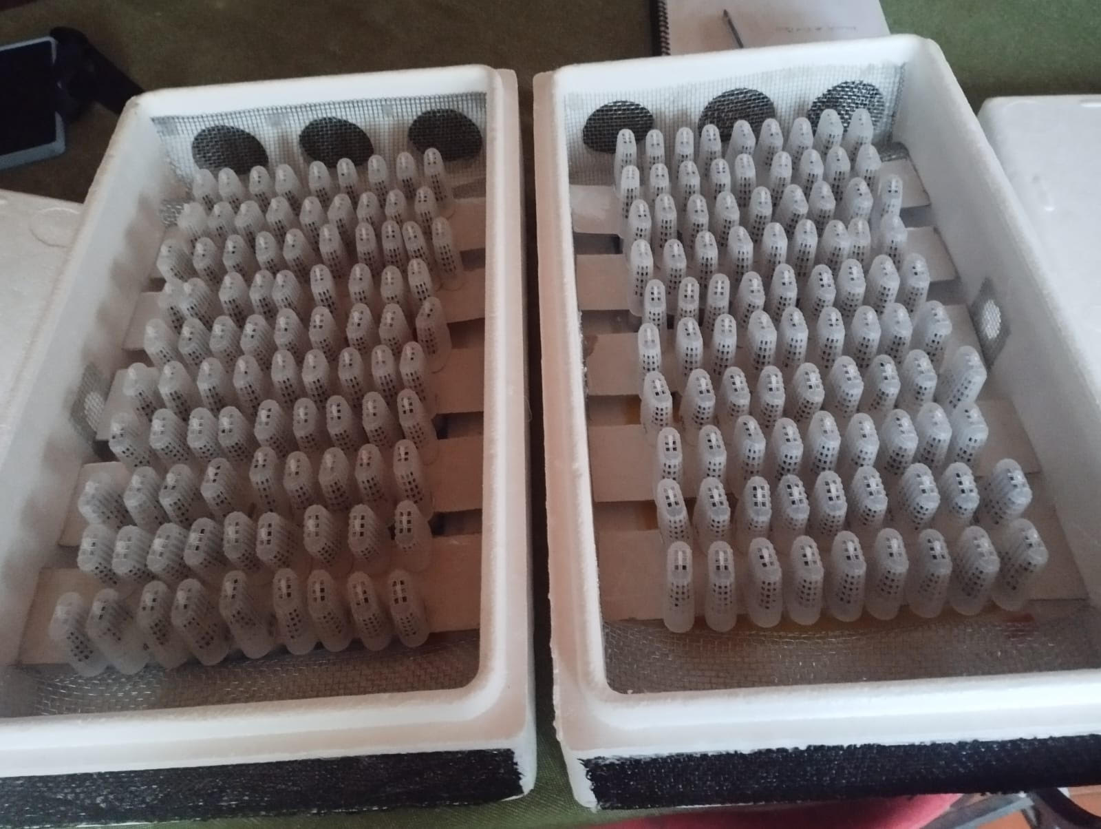 CHILE REALIZÓ EL PRIMER ENVÍO DE ABEJAS REINAS A CENTRO AMÉRICA