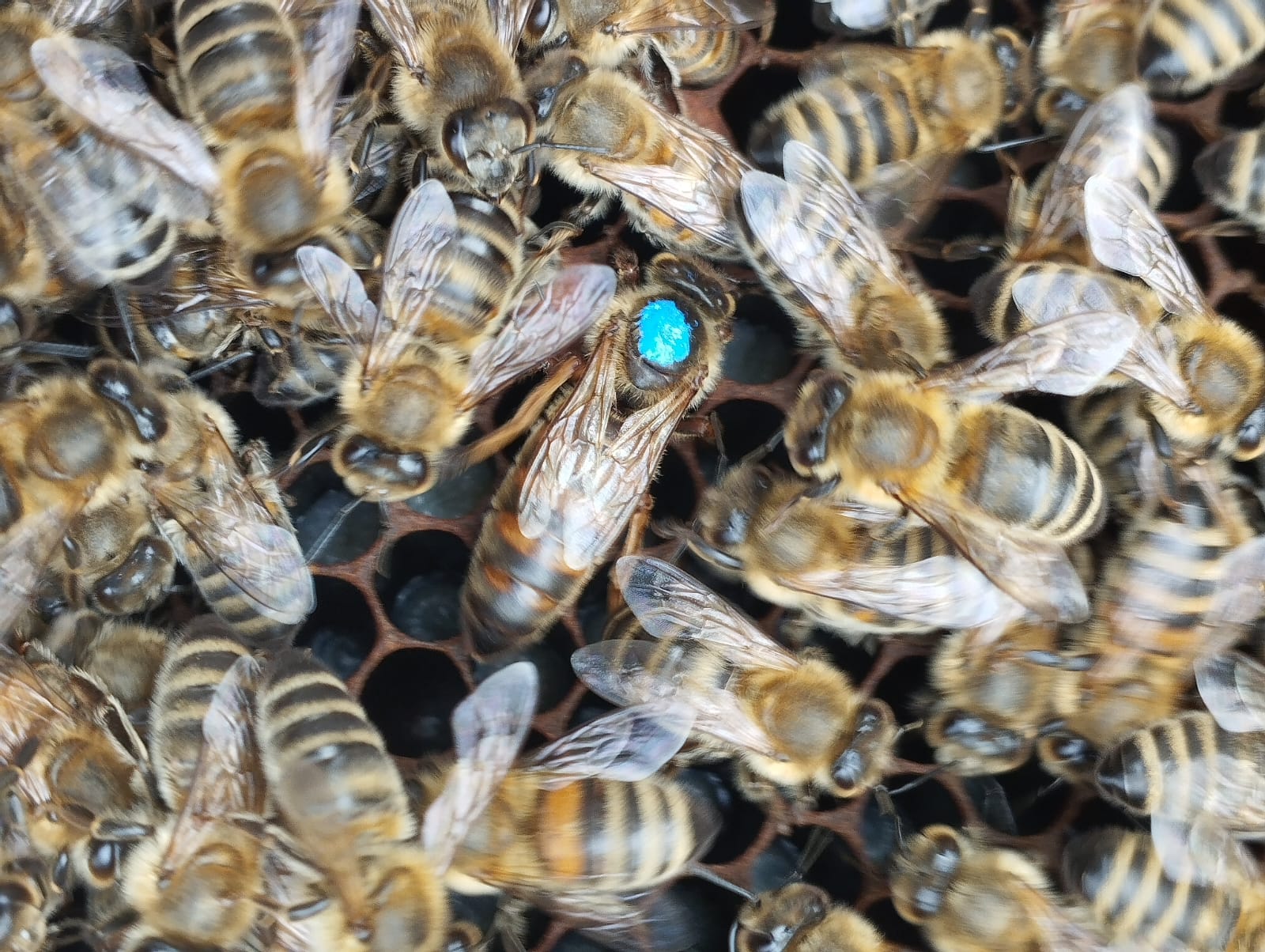 CHILE REALIZÓ EL PRIMER ENVÍO DE ABEJAS REINAS A CENTRO AMÉRICA 2